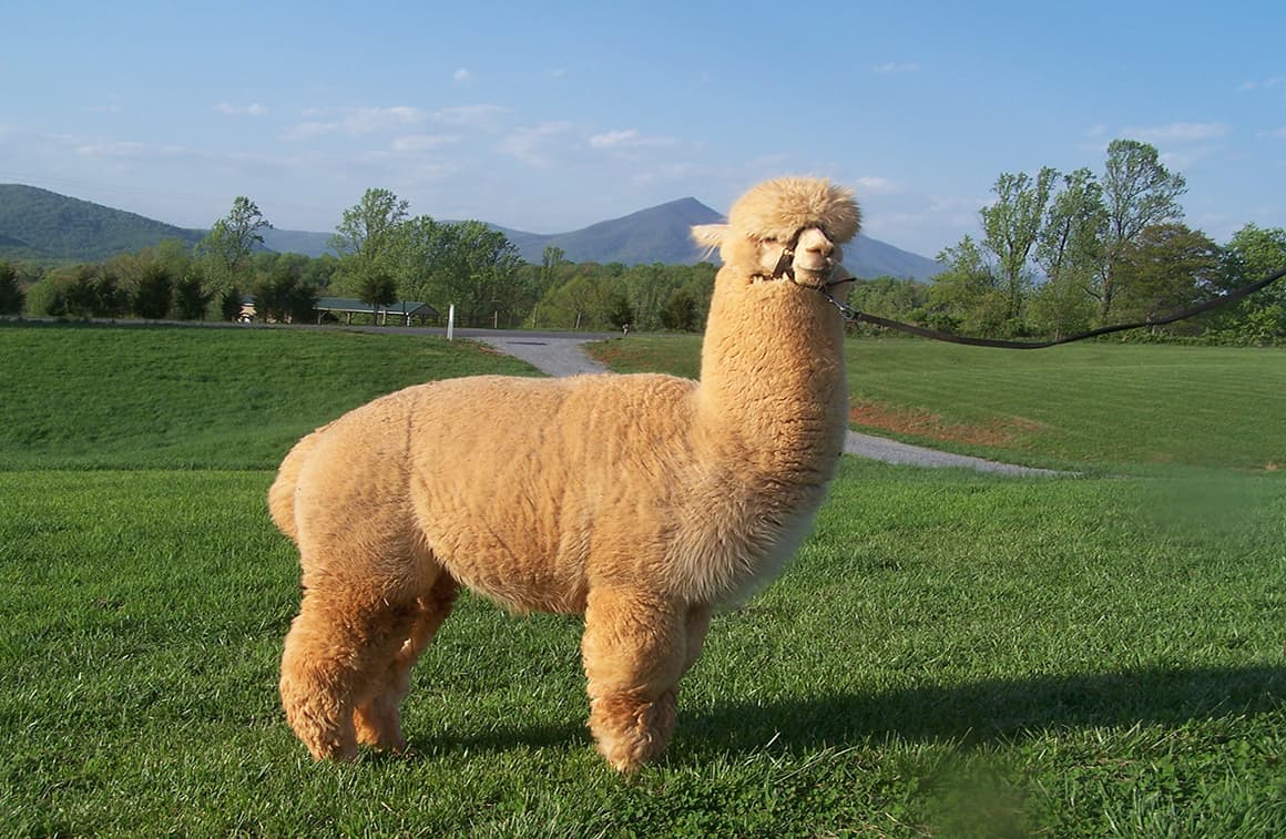 llama alpaca vicuna difference