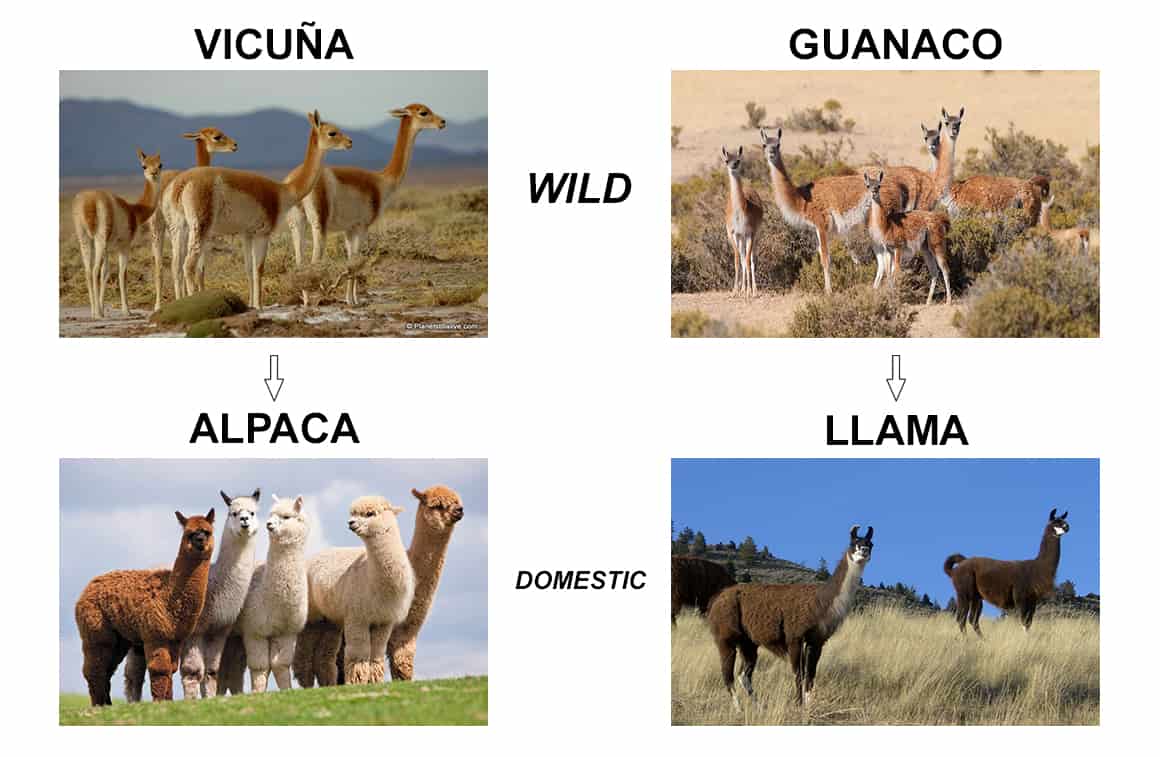 llama alpaca vicuna difference