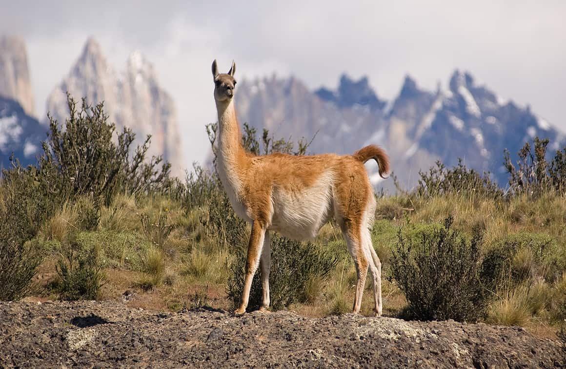 llama alpaca vicuna guanaco difference