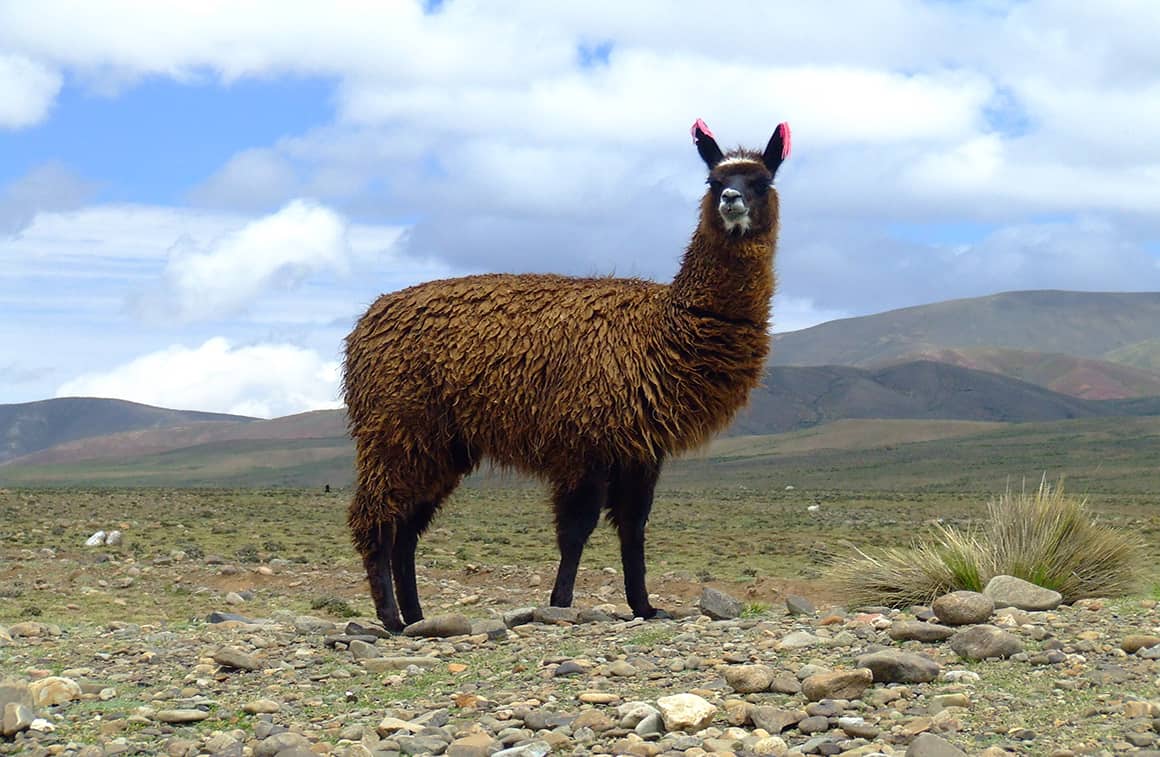 llama alpaca vicuna difference