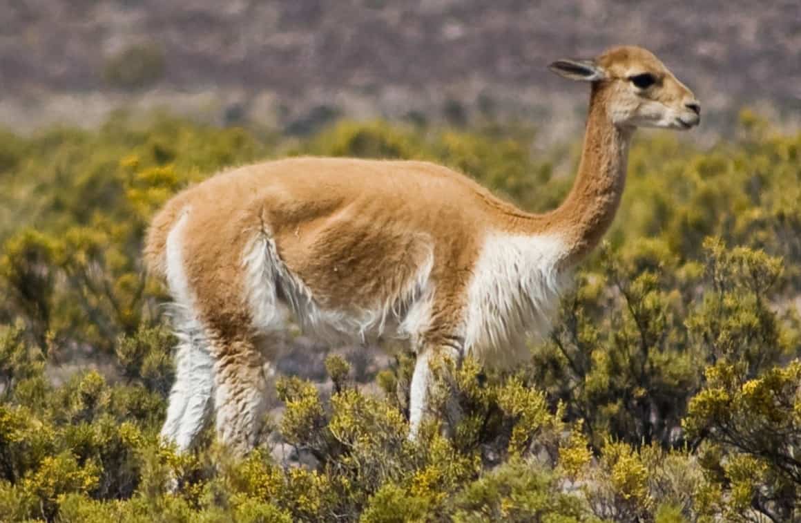 llama alpaca vicuna difference