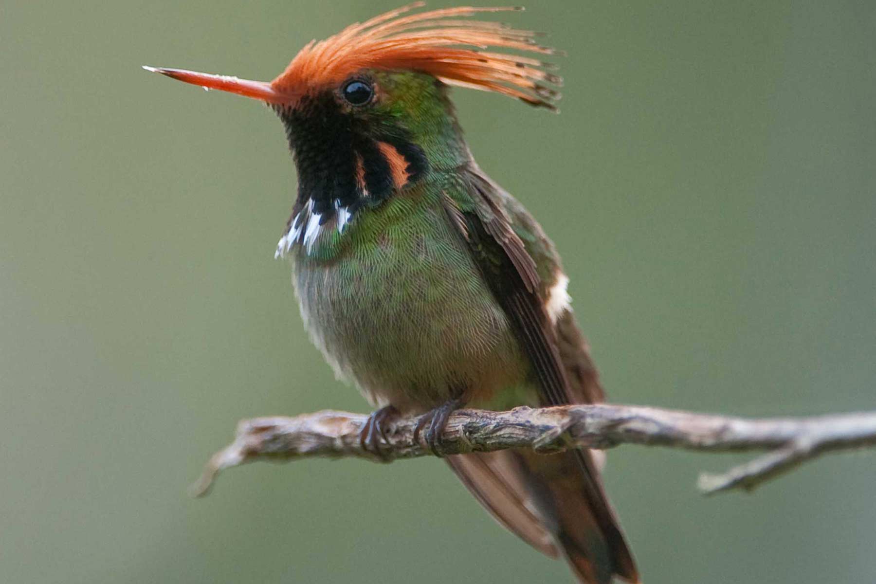 Colibrí fauna peruana