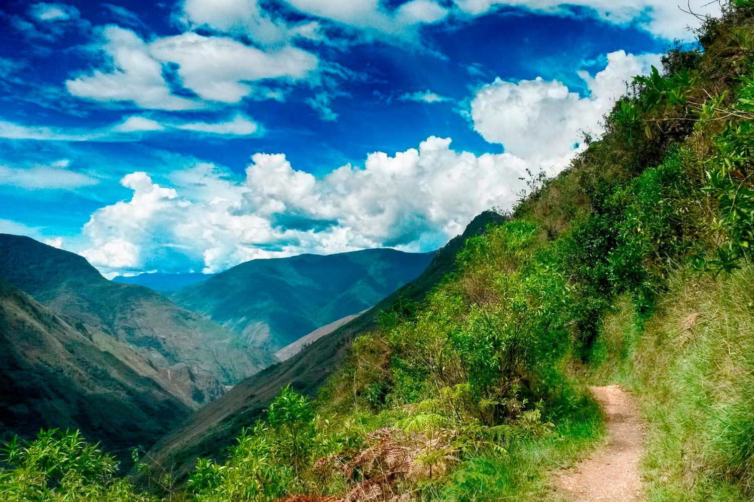 Trekkers hiking through a dense green tropical rainforest jungle path in Cusco Peru
