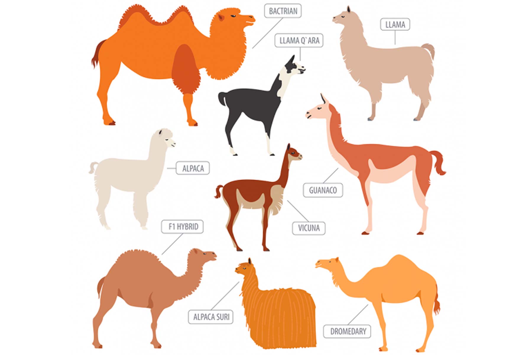 Is there a difference between Llamas and Alpacas? What about Vicuña?