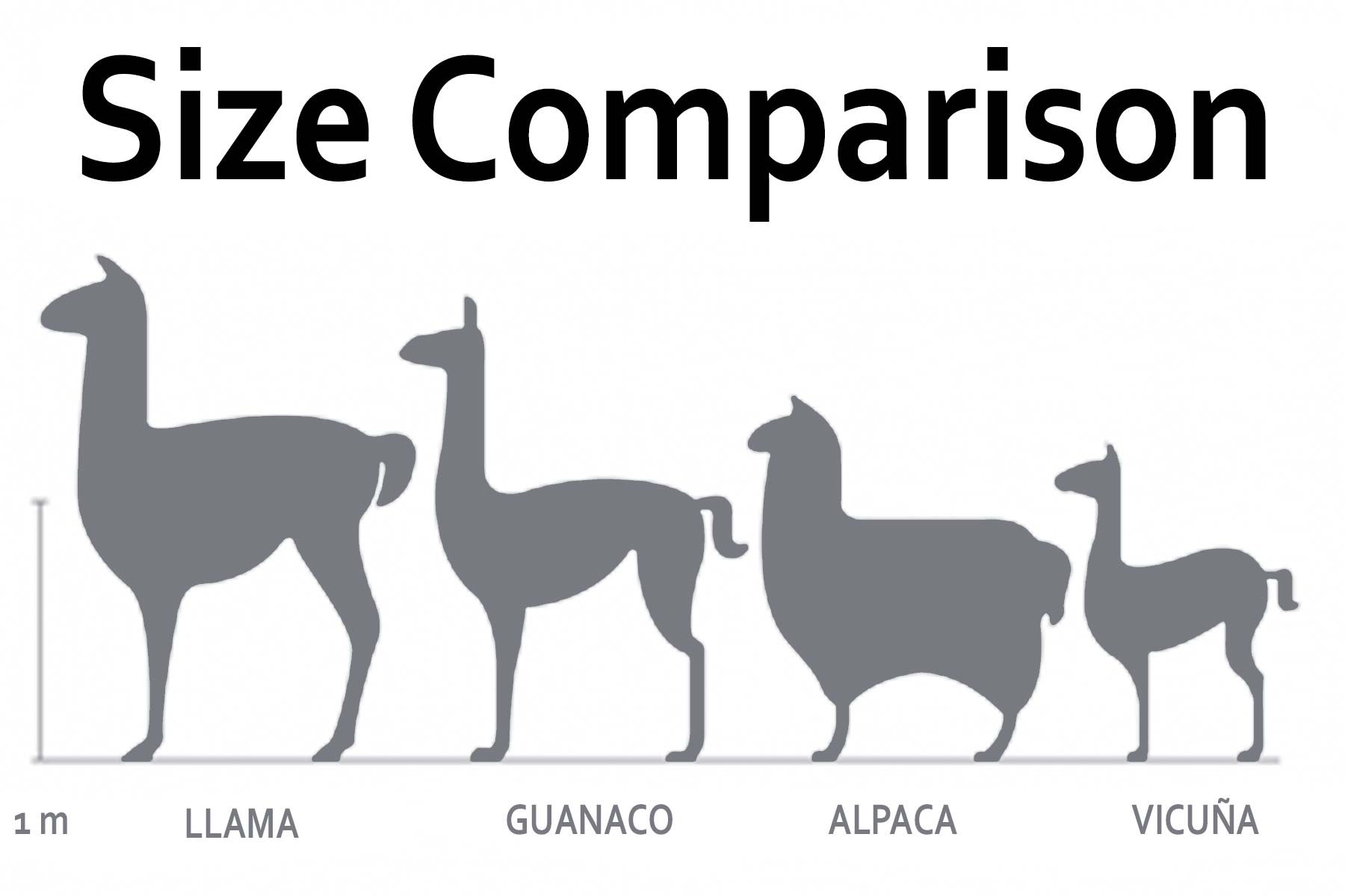 confronto dimensioni 