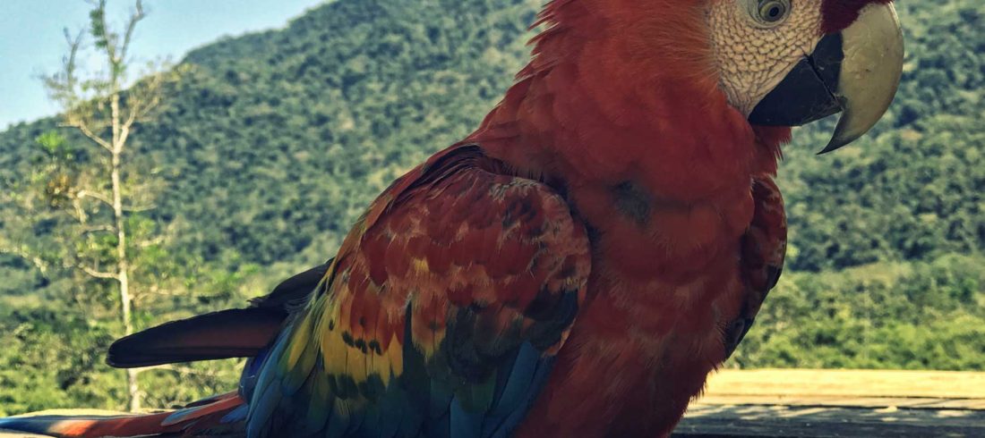 Loro colorido de la selva peruana en Manu
