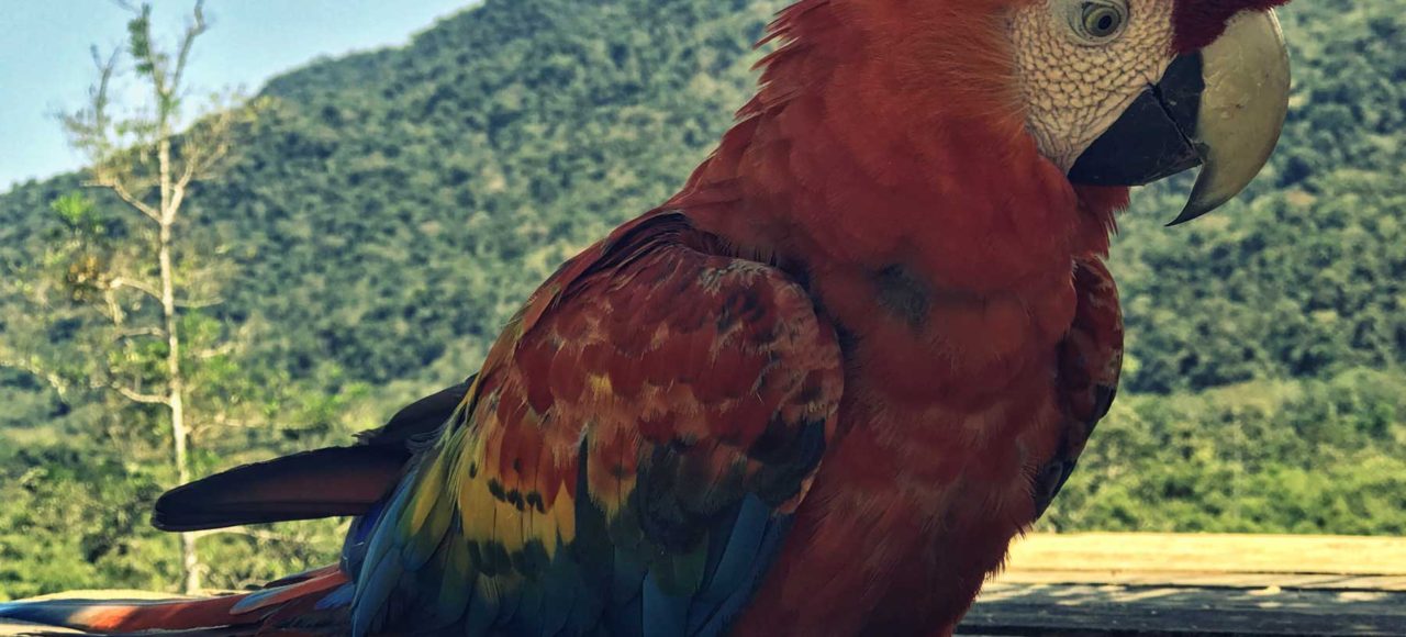 Loro colorido de la selva peruana en Manu