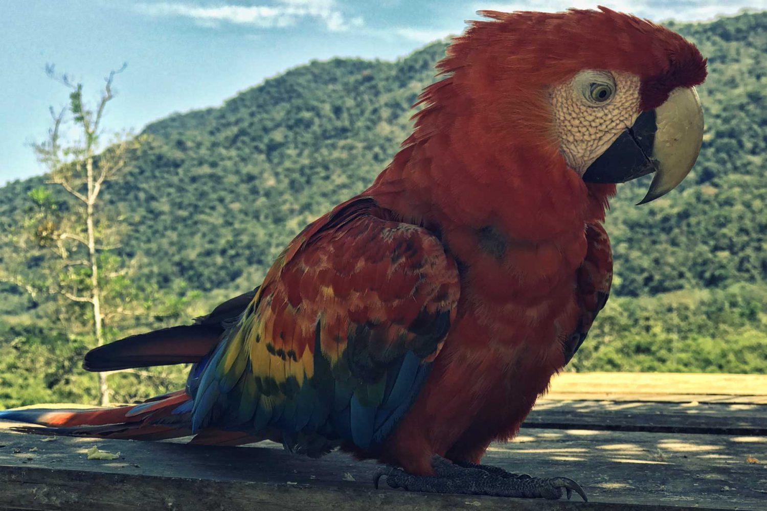 Loro colorido de la selva peruana en Manu