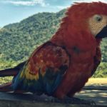 11Loro colorido de la selva peruana en Manu