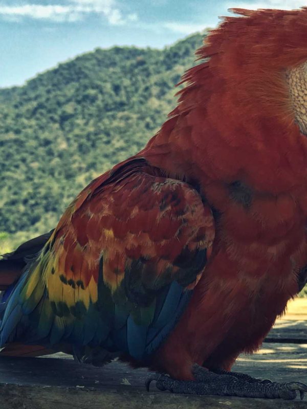 Loro colorido de la selva peruana en Manu
