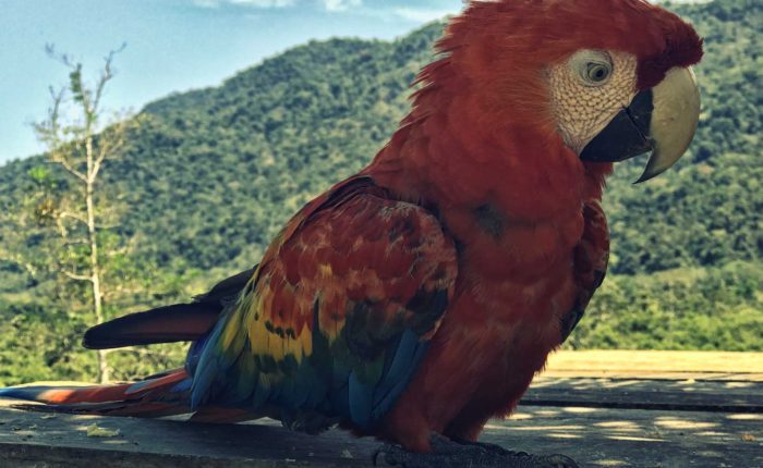 Loro colorido de la selva peruana en Manu