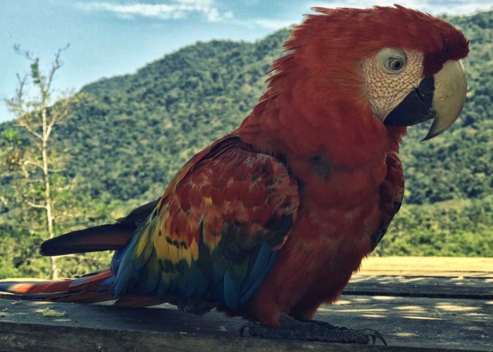 Loro colorido de la selva peruana en Manu