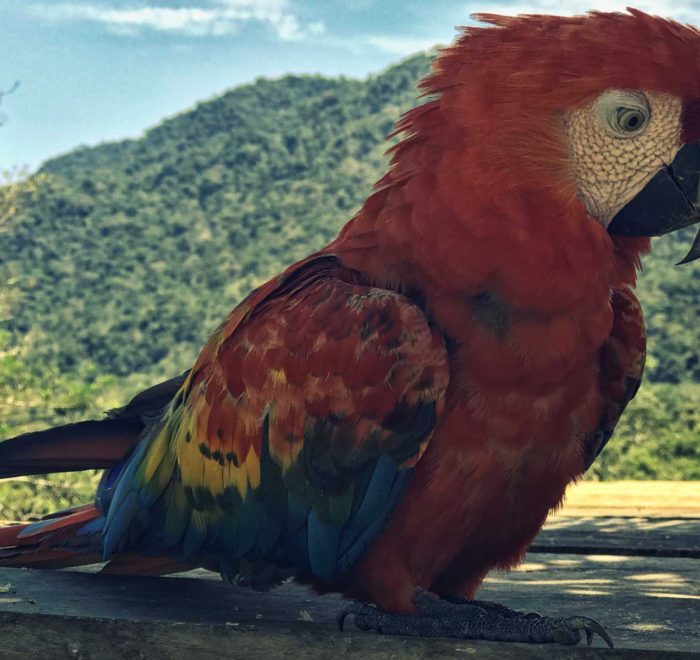 Loro colorido de la selva peruana en Manu