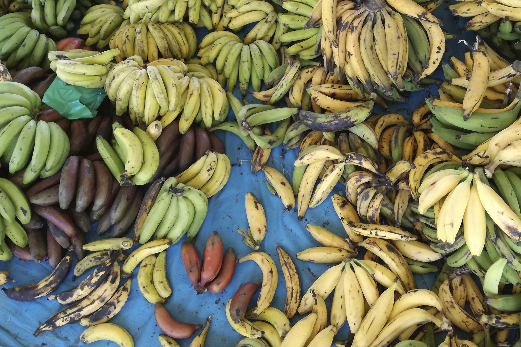 Variedad de plátanos de la selva