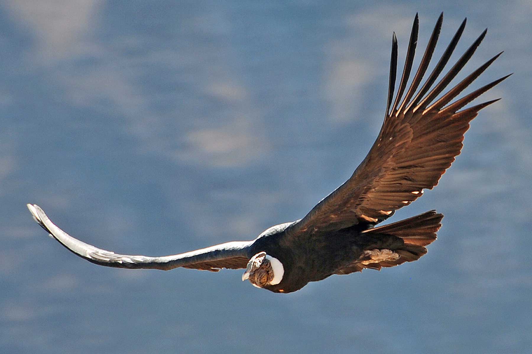 Condor volando