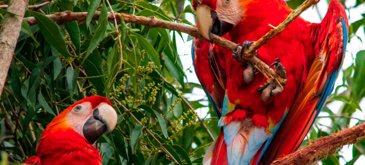 Manu National Park 4-day tour Peru