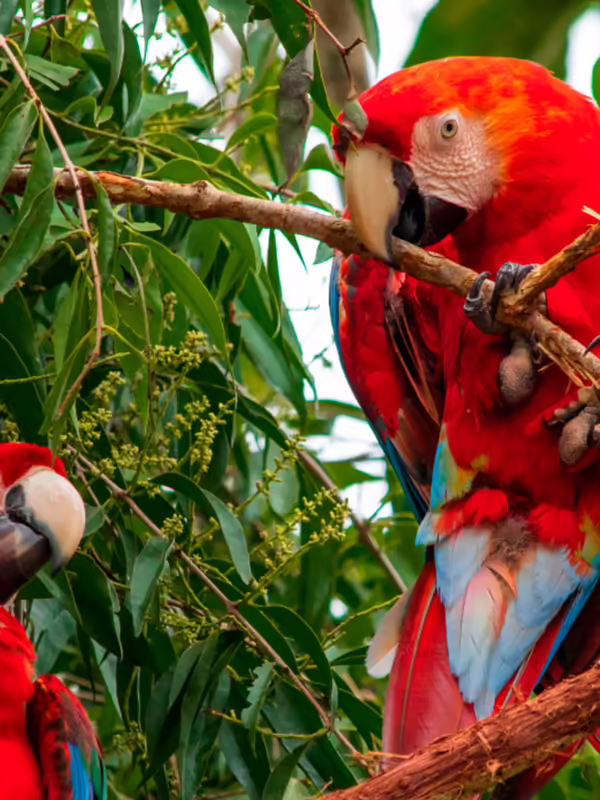 Manu National Park 4-day tour Peru