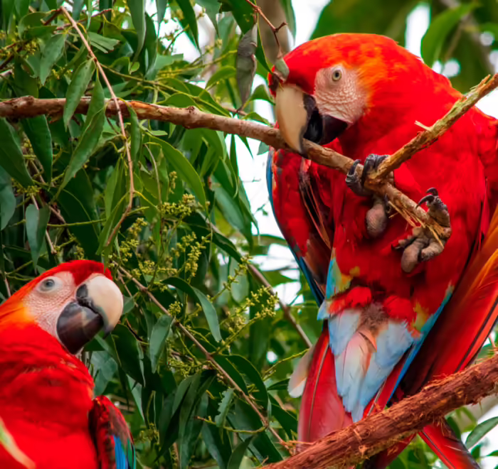 Manu National Park 4-day tour Peru