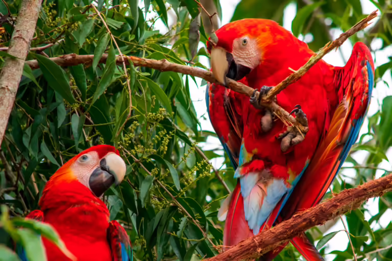 Parque Nacional Manu 4 Días