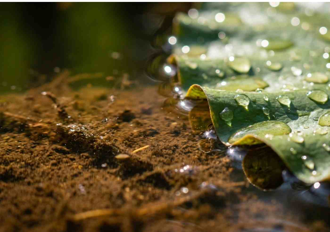 Primer plano detallado de la superficie del agua del río Amazonas con vegetación flotante y reflejos de la selva.