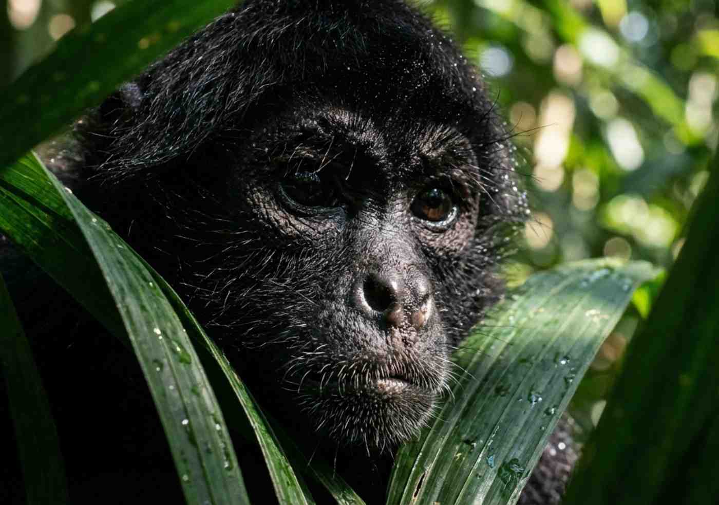 Primer plano detallado de un mono maquisapa rescatado en la selva de Iquitos, destacando la textura de su pelaje y mirada.
