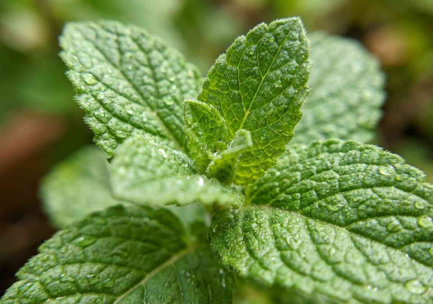 Primer plano detallado de hojas verdes de muña para infusión digestiva en Perú