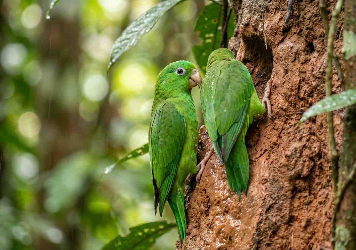 Primer plano de loros verdes alimentándose de arcilla en una pared de tierra en el Manu