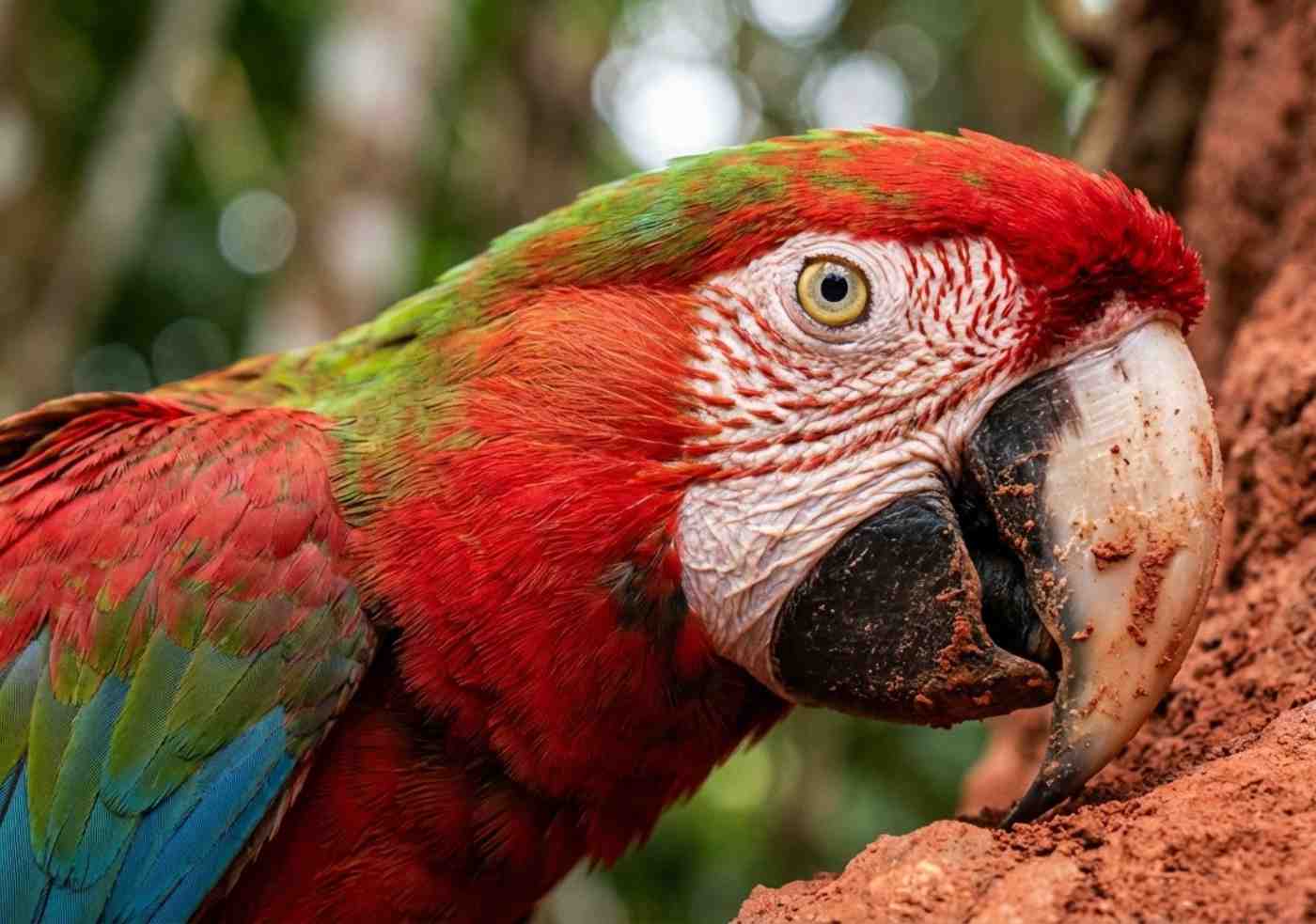Macro de un guacamayo rojo y verde consumiendo arcilla en una collpa del Manu