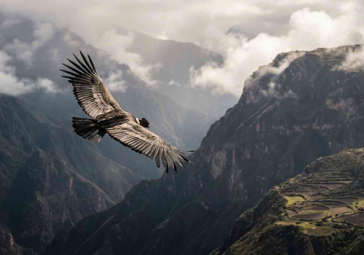 Un Cóndor Andino adulto planeando sobre las corrientes térmicas del Cañón del Colca cerca de la Cruz del Cóndor.