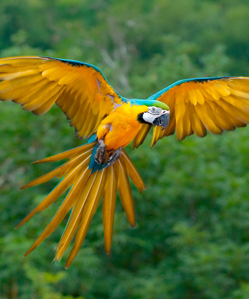 selva peruana